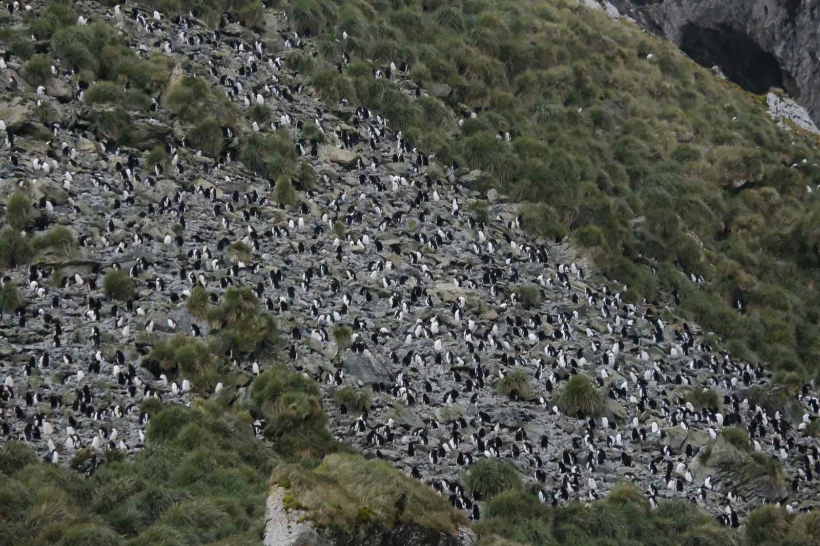山上的Macaroni Penguin